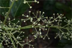 Schefflera stellata